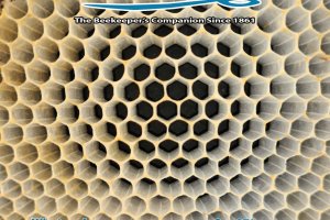 ABJ Cover March 2025 - Pale yellow honeycomb with black foundation. Callouts: What makes a poor queen poor? Pg 271, A tribute to Sue Cobey pg. 311, A robbing screen that works? pg. 327