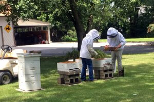 Two beekeepers stand ext to a open hive inspecting a frame of bees.