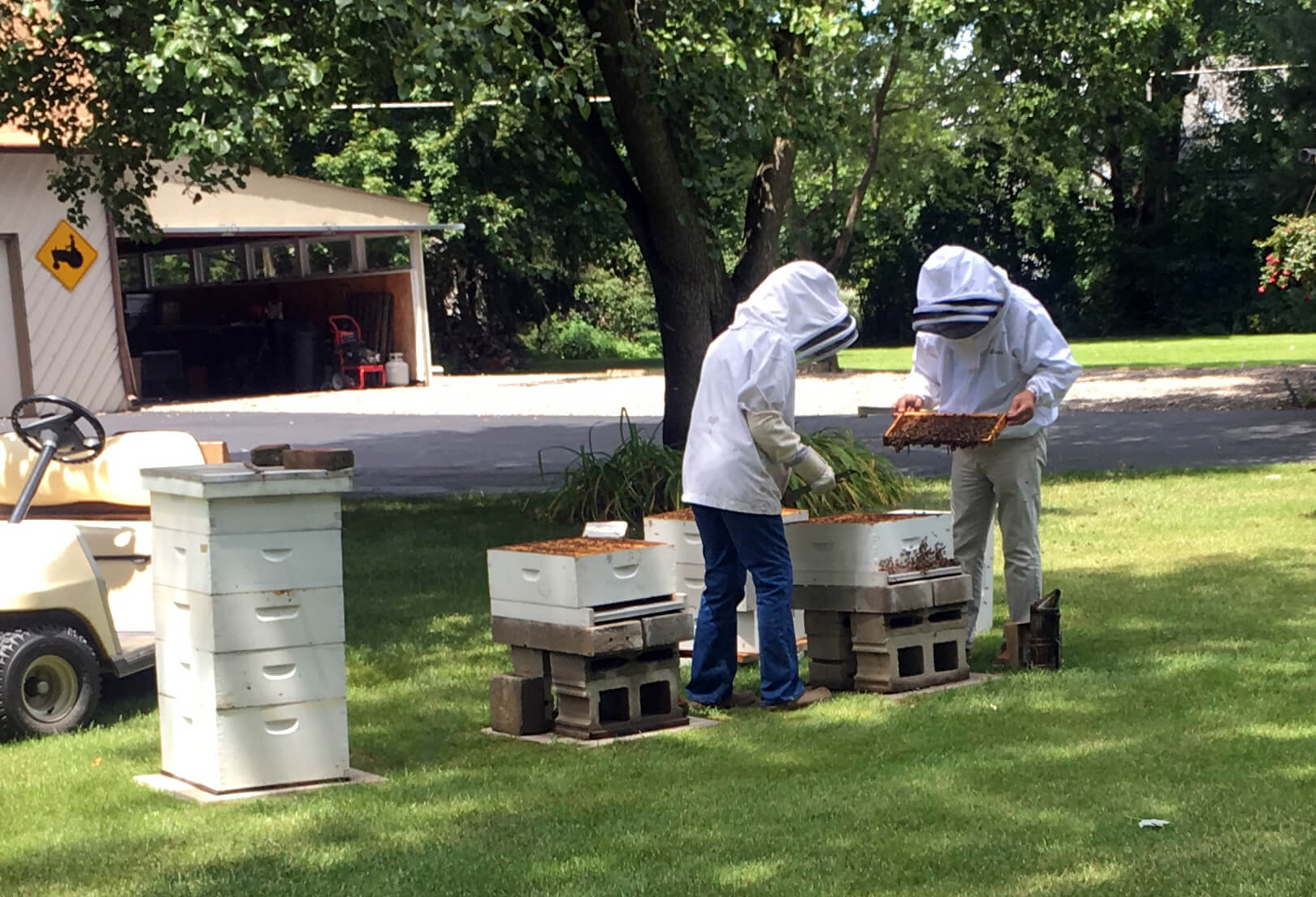 Two beekeepers stand ext to a open hive inspecting a frame of bees.