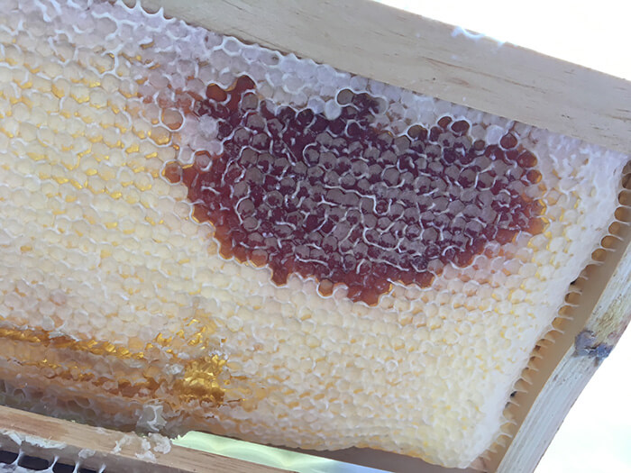 Frame from a hive with a patch of of purple honey among the lit colored honey,