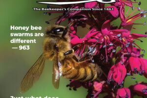 Volume 165, No. 9 September 2025 Cover Features a Bee on a pink flower. Callouts: Honey Bee swarms are different - 963, Just what does "Africanized" mean? - 991, The BeeCAUSE Alliance - 1013