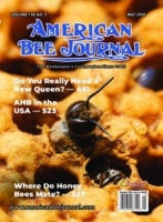 American Bee Journal Volume 166 No. 5 May 2026 Cover features a close up of a drone bee emerging. Calouts: Do you really need a new queen - 491, AHB in the USA - 523, Where do honey bees mater?-527